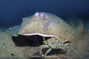Blue stingray, Dasyatis chrysonota, Wild Coast, South Africa, Indian Ocean.