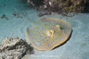 Bluespotted Fantail Ray. Taeniura lymma. Raja Ampat, West Papua, Indonesia, Indian Ocean.