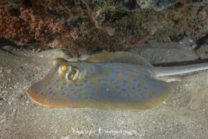 Bluespotted Fantail Ray. Taeniura lymma. Raja Ampat, West Papua, Indonesia, Indian Ocean.