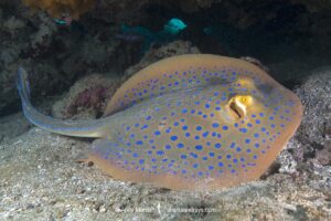 Bluespotted Fantail Ray. Taeniura lymma. Ningaloo Reef, Western Australia, Indian Ocean.