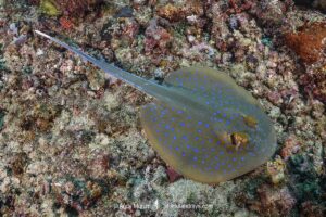 Bluespotted Fantail Ray. Taeniura lymma. Raja Ampat, West Papua, Indonesia, Indian Ocean.