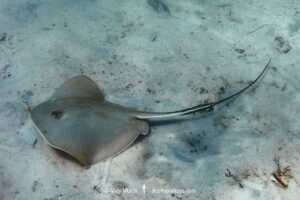 Bluntnose Stingray, Hypanus say. Previouslt Dasyatis sayi. Florida, USA.