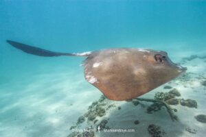 Broad Cowtail Stingray, Pastinachus ater. Exmouth Navy Pier, Western Australia, Indian Ocean.