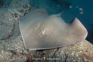 Brown Stingray, Bathytoshia lata. Previously classified as the Roughtail Stingray, Dasyatis centroura. A large ray that lives on the eastern side of the North Atlantic and in the Indo-west Pacific. Los Gigantes, Tenerife, Canary Islands, Spain, Eastern Atlantic.