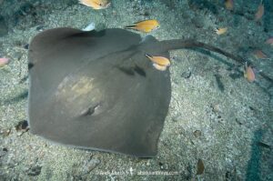 Brown Stingray, Bathytoshia lata. Previously classified as the Roughtail Stingray, Dasyatis centroura. A large ray that lives on the eastern side of the North Atlantic and in the Indo-west Pacific. Los Gigantes, Tenerife, Canary Islands, Spain, Eastern Atlantic.