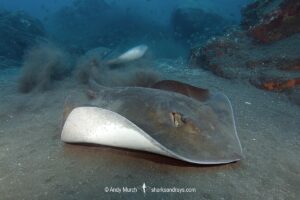 Brown Stingray, Bathytoshia lata. Previously classified as the Roughtail Stingray, Dasyatis centroura. A large ray that lives on the eastern side of the North Atlantic and in the Indo-west Pacific. Los Gigantes, Tenerife, Canary Islands, Spain, Eastern Atlantic.