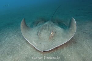 Brown Stingray, Bathytoshia lata. Previously classified as the Roughtail Stingray, Dasyatis centroura. A large ray that lives on the eastern side of the North Atlantic and in the Indo-west Pacific. Los Gigantes, Tenerife, Canary Islands, Spain, Eastern Atlantic.