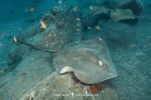 Brown Stingray, Bathytoshia lata. Previously classified as the Roughtail Stingray, Dasyatis centroura. A large ray that lives on the eastern side of the North Atlantic and in the Indo-west Pacific. Los Gigantes, Tenerife, Canary Islands, Spain, Eastern Atlantic.