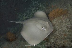 Diamond Stingray, Hypanus dipterura, Loreto, Baja, Sea of Cortez, Eastern Pacific.