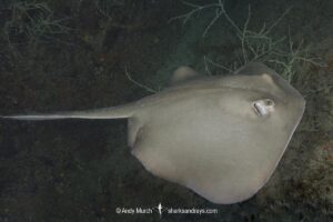Diamond Stingray, Hypanus dipterura, Loreto, Baja, Sea of Cortez, Eastern Pacific.