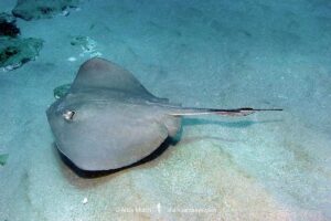 Diamond Stingray, Hypanus dipterura, Loreto, Baja, Sea of Cortez, Eastern Pacific.
