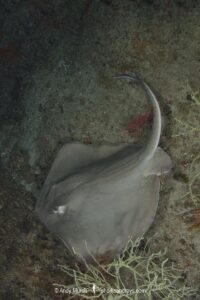 Diamond Stingray, Hypanus dipterura, Loreto, Baja, Sea of Cortez, Eastern Pacific.