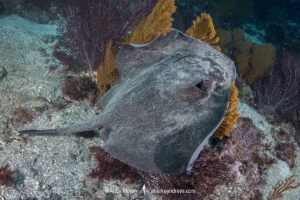 Diamond Stingray, Hypanus dipteruras, Dasyatis dipterura, Socorro, Baja, Eastern Pacific.