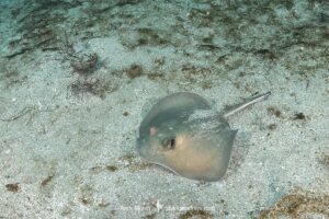 Juvenile Diamond Stingray, Hypanus dipteruras, Dasyatis dipterura, Socorro, Baja, Eastern Pacific.