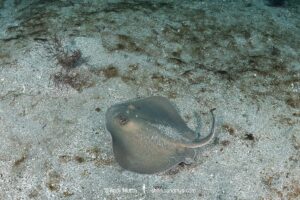 Juvenile Diamond Stingray, Hypanus dipteruras, Dasyatis dipterura, Socorro, Baja, Eastern Pacific.