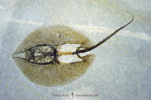 Heliobatis radians 004