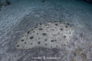 Japanese Butterfly Ray, Gymnura japonica, gymnuridae, Pacific Ocean, Chiba Prefecture, Japan.