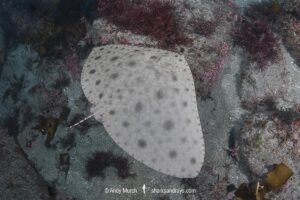 Japanese Butterfly Ray, Gymnura japonica, gymnuridae, Pacific Ocean, Chiba Prefecture, Japan.