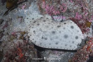 Japanese Butterfly Ray, Gymnura japonica, gymnuridae, Pacific Ocean, Chiba Prefecture, Japan.