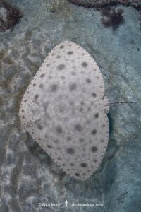 Japanese Butterfly Ray, Gymnura japonica, gymnuridae, Pacific Ocean, Chiba Prefecture, Japan.