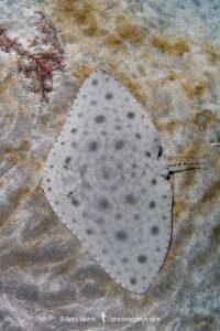 Japanese Butterfly Ray, Gymnura japonica, gymnuridae, Pacific Ocean, Chiba Prefecture, Japan.