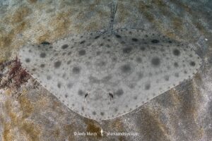 Japanese Butterfly Ray, Gymnura japonica, gymnuridae, Pacific Ocean, Chiba Prefecture, Japan.