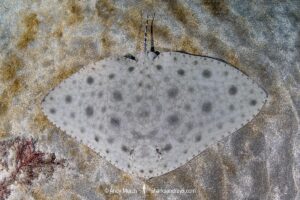 Japanese Butterfly Ray, Gymnura japonica, gymnuridae, Pacific Ocean, Chiba Prefecture, Japan.