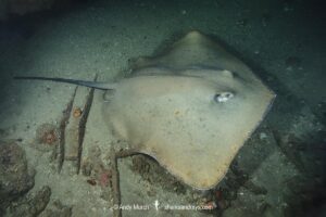 Jenkins' Whipray, Pateobatis jenkinsii. Previously Himantura jenkinsii. Exmouth Navy Pier, Western Australia, Indian Ocean.