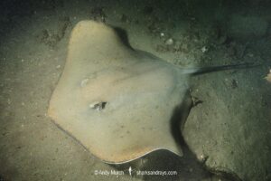 Jenkins' Whipray, Pateobatis jenkinsii. Previously Himantura jenkinsii. Exmouth Navy Pier, Western Australia, Indian Ocean.