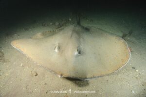 Jenkins' Whipray, Pateobatis jenkinsii. Previously Himantura jenkinsii. Exmouth Navy Pier, Western Australia, Indian Ocean.