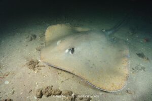 Jenkins' Whipray, Pateobatis jenkinsii. Previously Himantura jenkinsii. Exmouth Navy Pier, Western Australia, Indian Ocean.