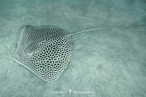 Leopard Whipray, Himantura leoparda. Juvenile. Dubai, UAE, Persian Gulf, Arabian Sea.