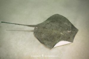 Leopard Whipray, Himantura leoparda. Dubai, UAE, Persian Gulf, Arabian Sea.