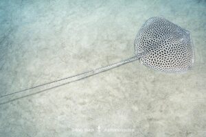Leopard Whipray, Himantura leoparda. Juvenile. Dubai, UAE, Persian Gulf, Arabian Sea.