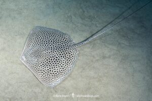 Leopard Whipray, Himantura leoparda. Juvenile. Dubai, UAE, Persian Gulf, Arabian Sea.