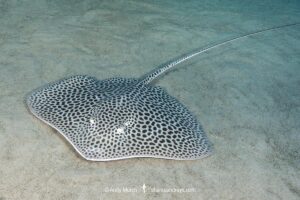 Leopard Whipray, Himantura leoparda. Juvenile. Dubai, UAE, Persian Gulf, Arabian Sea.