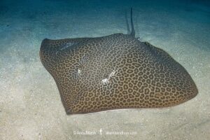 Leopard Whipray, Himantura leoparda. A large Indo-Pacific stingray from the Indian Ocean and western Pacific.