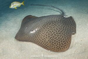 Leopard Whipray, Himantura leoparda. A large Indo-Pacific stingray from the Indian Ocean and western Pacific.