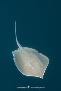 Longnose Stingray, Hypanus guttatus. Previously named Dasyatis guttata. Livingston, Gulf of Guatemala, Caribbean Sea.