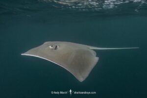 Longnose Stingray, Hypanus guttatus. Previously named Dasyatis guttata. Livingston, Gulf of Guatemala, Caribbean Sea.