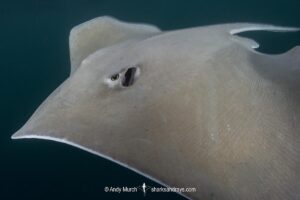 Longnose Stingray, Hypanus guttatus. Previously named Dasyatis guttata. Livingston, Gulf of Guatemala, Caribbean Sea.