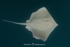 Longnose Stingray, Hypanus guttatus. Previously named Dasyatis guttata. Livingston, Gulf of Guatemala, Caribbean Sea.