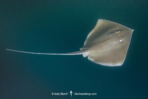 Longnose Stingray, Hypanus guttatus. Previously named Dasyatis guttata. Livingston, Gulf of Guatemala, Caribbean Sea.