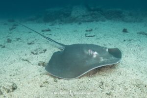 Longtail Stingray, Hypanus longus. Previously Dasyatis longa. Socorro Island, Mexico, Eastern Pacific.