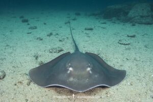 Longtail Stingray, Hypanus longus. Previously Dasyatis longa. Socorro Island, Mexico, Eastern Pacific.