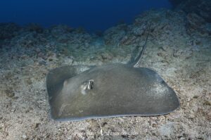 Longtail Stingray, Hypanus longus. Previously Dasyatis longa. Socorro Island, Mexico, Eastern Pacific.