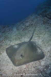 Longtail StingrayLongtail Stingray, Hypanus longus. Previously Dasyatis longa. Socorro Island, Mexico, Eastern Pacific.