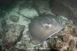 Longtail Stingray, Hypanus longus. Previously Dasyatis longa. Socorro Island, Mexico, Eastern Pacific.