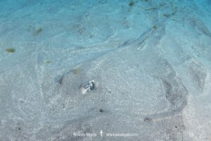 Longtail Stingray, Hypanus longus. Previously Dasyatis longa. Socorro Island, Mexico, Eastern Pacific.