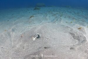 Longtail Stingray, Hypanus longus. Previously Dasyatis longa. Socorro Island, Mexico, Eastern Pacific.
